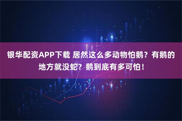 银华配资APP下载 居然这么多动物怕鹅？有鹅的地方就没蛇？鹅到底有多可怕！